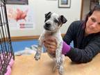 Adopt Chase Swiftie a White - with Black Blue Heeler / Mixed dog in Bellevile