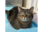 Adopt Willow a Brown Tabby Domestic Shorthair (short coat) cat in Beacon