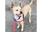 Adopt Ming a Tan/Yellow/Fawn - with White Basenji / Mixed Breed (Medium) / Mixed