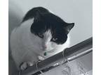 Adopt Baby Girl a Domestic Shorthair / Mixed cat in Brooklyn, NY (40848204)