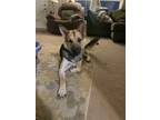 Adopt Rosco a Brown/Chocolate - with Black German Shepherd Dog / Mixed dog in