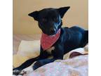 Adopt Gemma a Black - with White Australian Kelpie / Border Collie / Mixed dog
