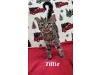 Adopt Tillie a Brown Tabby Domestic Shorthair / Mixed (short coat) cat in