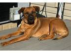 Adopt Honey a Brown/Chocolate Rhodesian Ridgeback / Mixed dog in Lake Frederick