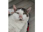 Adopt Dusty (FIV+) a Gray, Blue or Silver Tabby Domestic Shorthair (short coat)