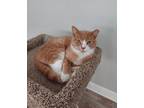 Adopt Archie a Orange or Red Tabby Domestic Shorthair (short coat) cat in Lake