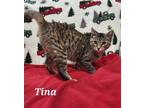 Adopt Tina a Brown Tabby Domestic Shorthair / Mixed (short coat) cat in