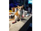 Adopt PATRICK a Orange or Red Tabby Domestic Shorthair (short coat) cat in