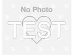 Adopt Test Horse please ignore a Bay Other/Unknown / Thoroughbred / Mixed horse