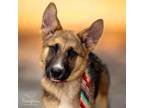 Adopt Chaska a Tricolor (Tan/Brown & Black & White) German Shepherd Dog / Mixed