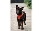 Adopt Matto a Black - with White German Shepherd Dog / Mixed dog in West