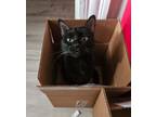 Adopt Skia a All Black Domestic Shorthair (short coat) cat in Painted Post