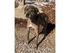 Adopt Rapala a Black - with Gray or Silver Catahoula Leopard Dog / Mixed dog in