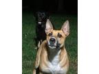 Adopt Murphy 2 a Tan/Yellow/Fawn - with White American Staffordshire Terrier /