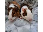 Adopt Wonka a Guinea Pig small animal in Williston, FL (40840845)