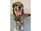 Adopt Pete a German Shepherd Dog / Mixed dog in Portland, IN (40846640)