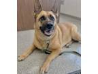 Adopt Luna a Brown/Chocolate - with Black German Shepherd Dog / Mixed dog in