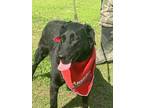 Adopt Joyce a Black Labrador Retriever / Golden Retriever dog in Norristown