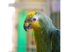 Adopt Lolita a Amazon bird in Elizabeth, CO (37817913)