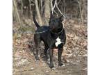 Adopt Abby a Black - with White Pit Bull Terrier / Mixed dog in Luttrell