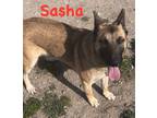 Adopt Sasha a Tan/Yellow/Fawn - with Black Belgian Malinois / German Shepherd