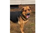 Adopt Boss a Black - with Tan, Yellow or Fawn German Shepherd Dog / Labrador