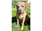 Adopt Darla a Tan/Yellow/Fawn Cane Corso / Labrador Retriever / Mixed dog in