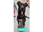 Adopt Toeblerone a Labrador Retriever / Patterdale Terrier (Fell Terrier) /