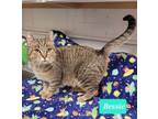 Adopt Bessie a Domestic Shorthair / Mixed (short coat) cat in Richmond