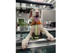 Adopt Suede a White Doberman Pinscher / Mixed dog in Ontario, CA (40845481)