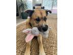 Adopt Taz a White German Shepherd Dog / Labrador Retriever / Mixed dog in Tracy
