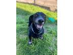 Adopt Rolo2 a Black - with Tan, Yellow or Fawn Dachshund / Mixed dog in Humble