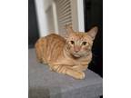 Adopt Bailey a Orange or Red Tabby Domestic Shorthair (short coat) cat in