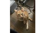 Adopt Luke a Orange or Red Tabby Manx (short coat) cat in Bell gardens