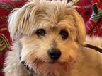 Adopt Teddy a Gray/Blue/Silver/Salt & Pepper Lhasa Apso / Norfolk Terrier /