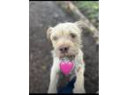 Adopt Sandy a Tan/Yellow/Fawn Brussels Griffon / Mixed dog in Wahiawa