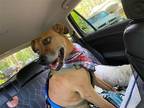 Adopt Caspian a Tan/Yellow/Fawn - with Black Black Mouth Cur / Labrador