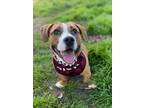 Adopt Corbin a Brown/Chocolate Basset Hound / Mixed Breed (Medium) / Mixed