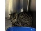 Adopt Mountain Dew a Brown Tabby Domestic Shorthair / Mixed Breed (Medium) /