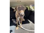 Adopt 55396498 a Brindle Dutch Shepherd / Mixed dog in El Paso, TX (40840171)