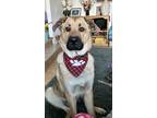 Adopt Finch a Brindle German Shepherd Dog / Mixed Breed (Medium) / Mixed (short