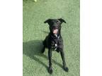Adopt Haven a Labrador Retriever / Mixed dog in San Luis Obispo, CA (40602611)