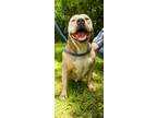 Adopt Aster a American Staffordshire Terrier / Mixed dog in McKinney