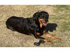 Adopt Lady a Rottweiler / Mixed dog in McKinney, TX (40844025)