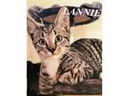 Adopt Lannie a Tan or Fawn Tabby American Shorthair (short coat) cat in Hickory