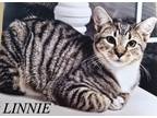 Adopt Linnie a Gray, Blue or Silver Tabby American Shorthair (short coat) cat in