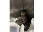 Adopt Prudence a Gray or Blue Domestic Shorthair / Mixed Breed (Medium) / Mixed