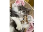 Adopt Sassy a Gray or Blue Domestic Longhair / Mixed Breed (Medium) / Mixed