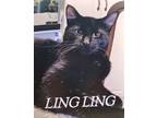 Adopt LingLing a All Black American Shorthair (short coat) cat in Hickory