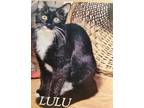 Adopt LuLu a Black & White or Tuxedo American Shorthair (short coat) cat in
